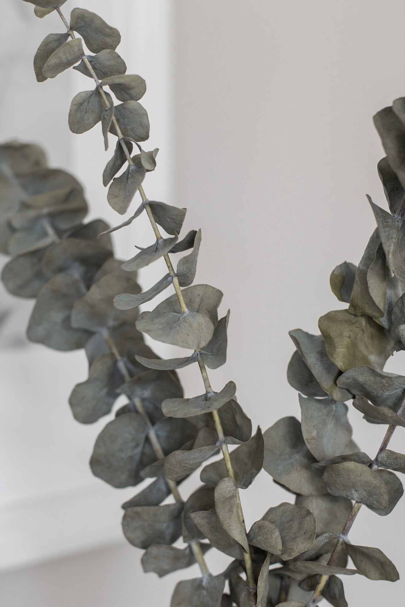Bouquet d'eucalyptus Cinerea